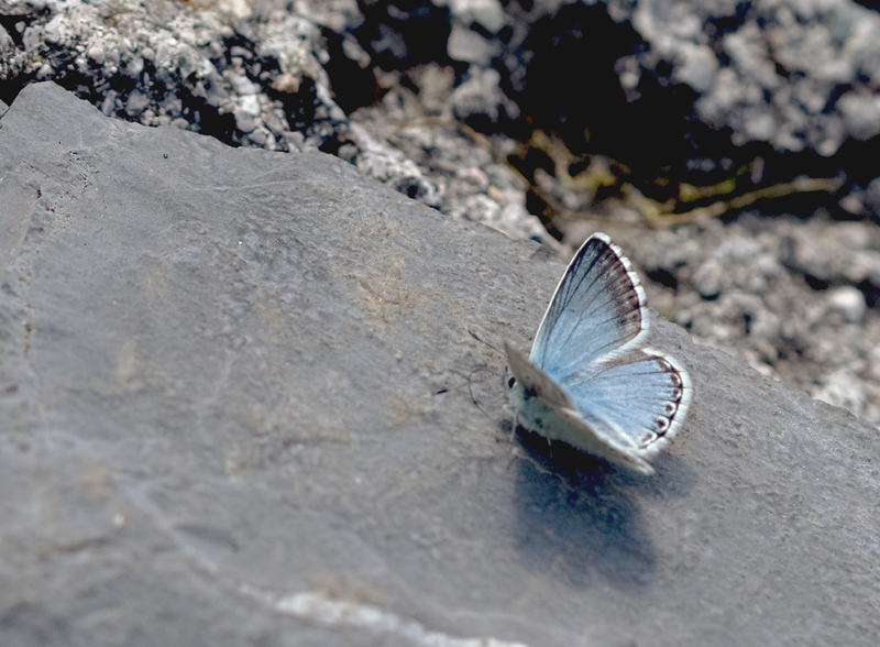 Se possibile classificazione  di questi Polyommatus - P. coridon